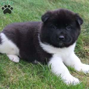 AKC Biscuit, Akita Puppy